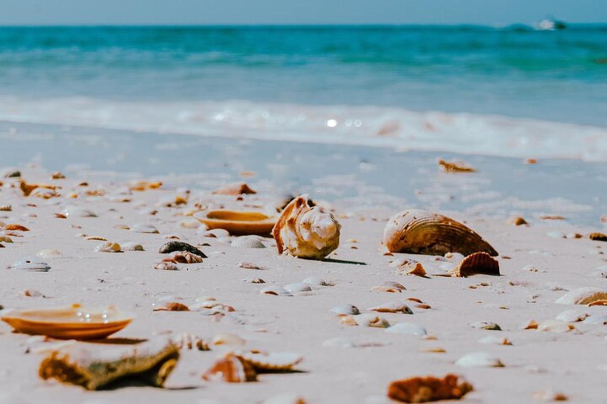 egy strand kagylókkal a homokon és az óceánon