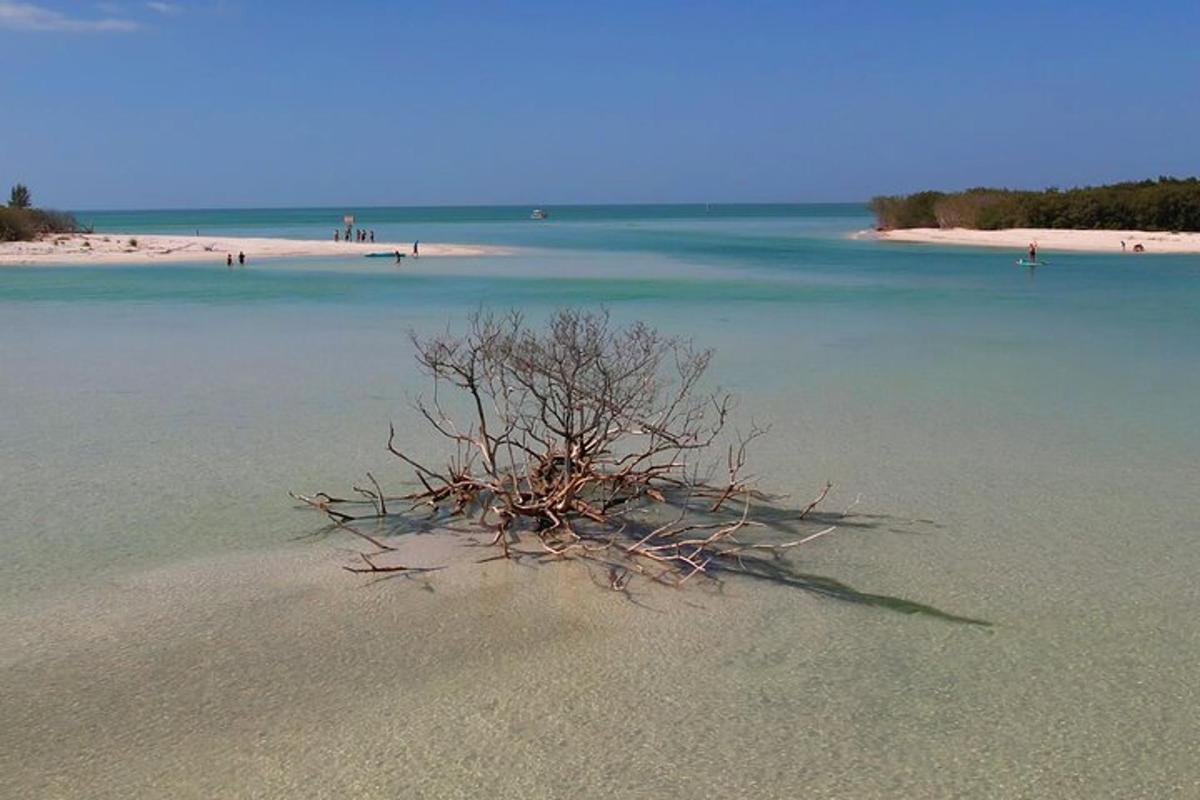 un árbol en el agua en una playa