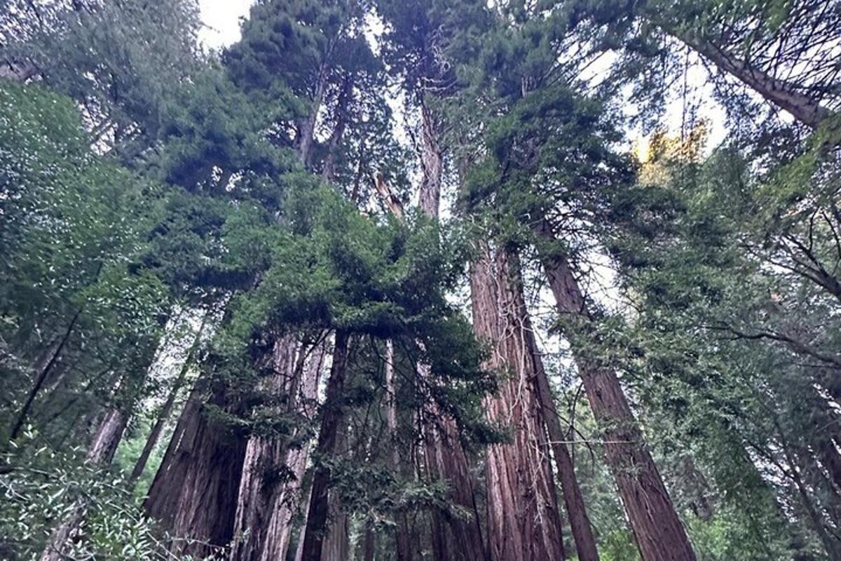 un gruppo di alberi alti in una foresta