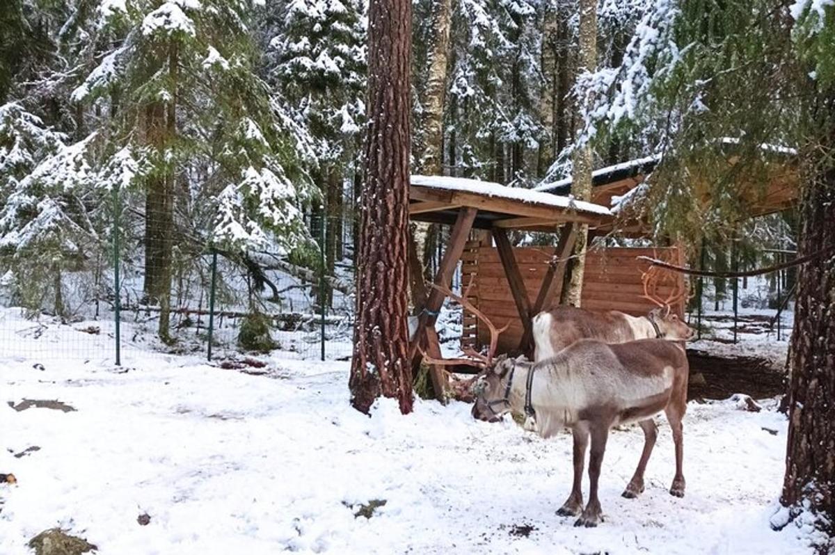 two animals standing in the snow next to a cabin