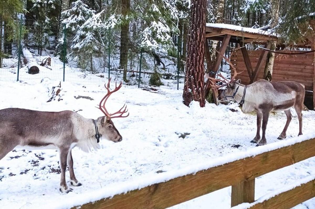 two deer standing in the snow next to a fence
