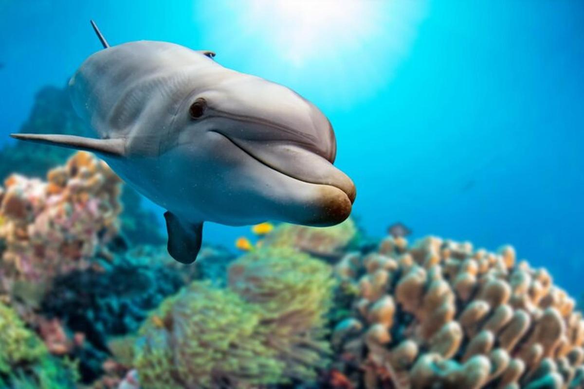a shark swimming over a coral reef