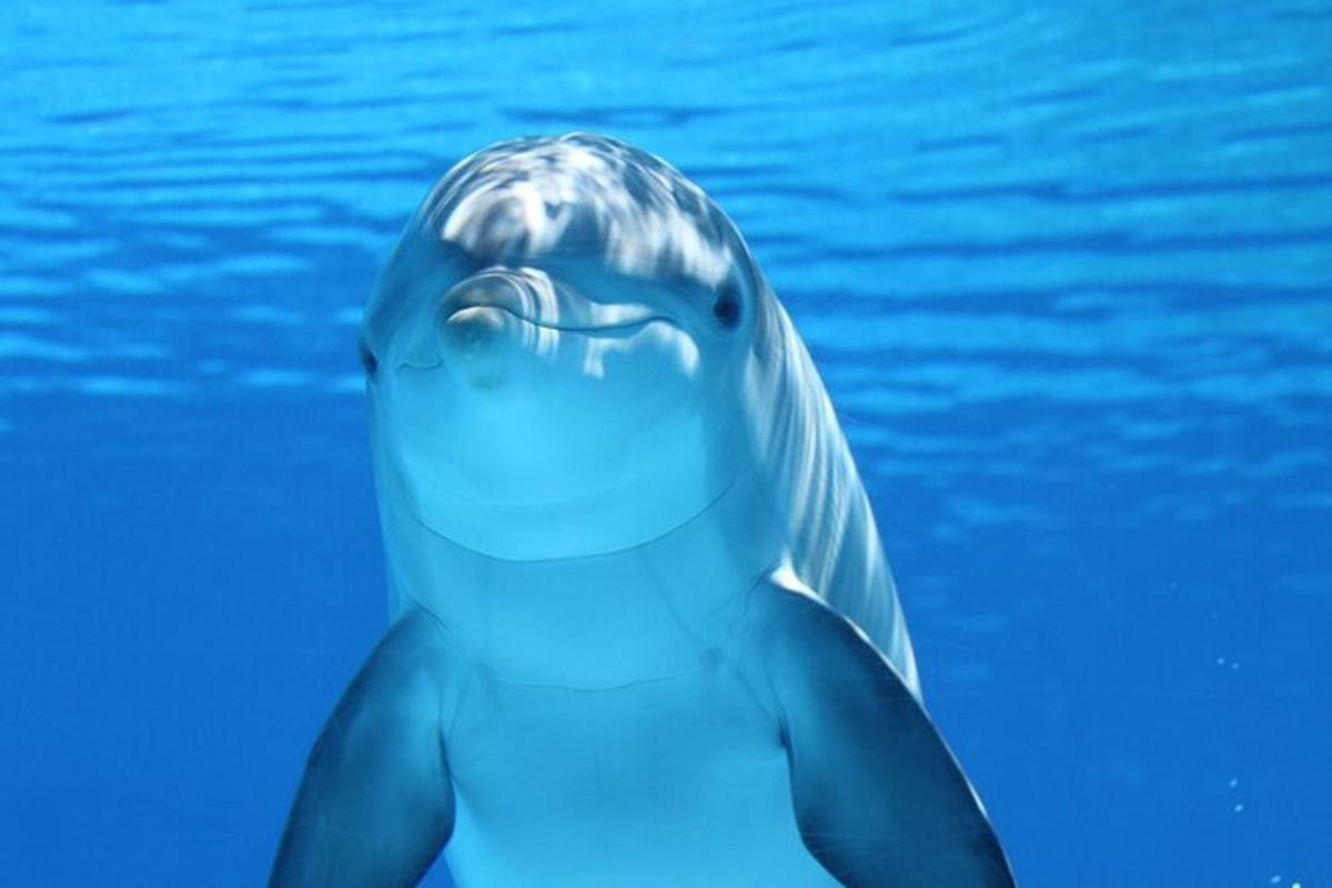 a dolphin swimming in the water