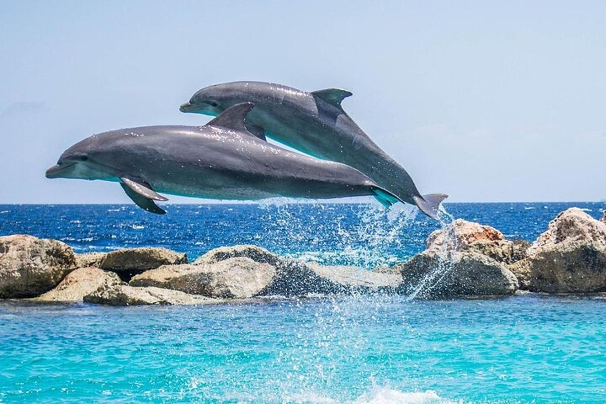 two dolphins jumping off the rocks in the ocean