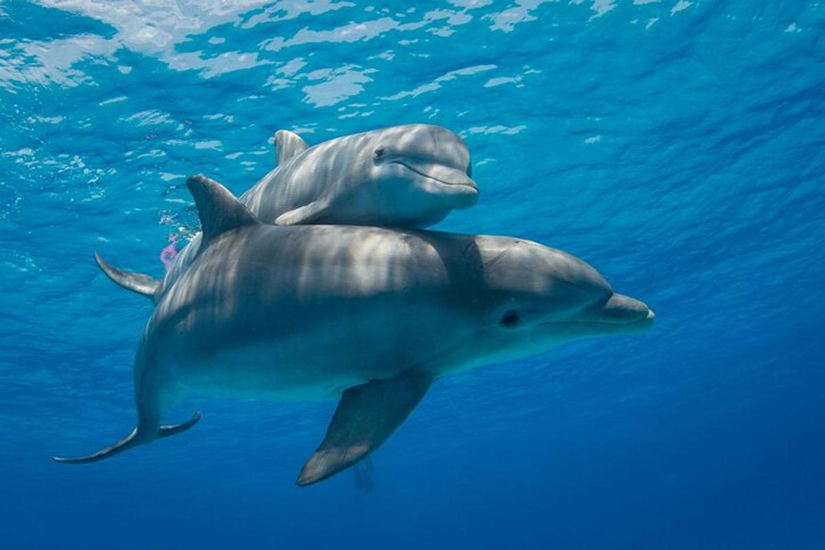 two dolphins are swimming in the water