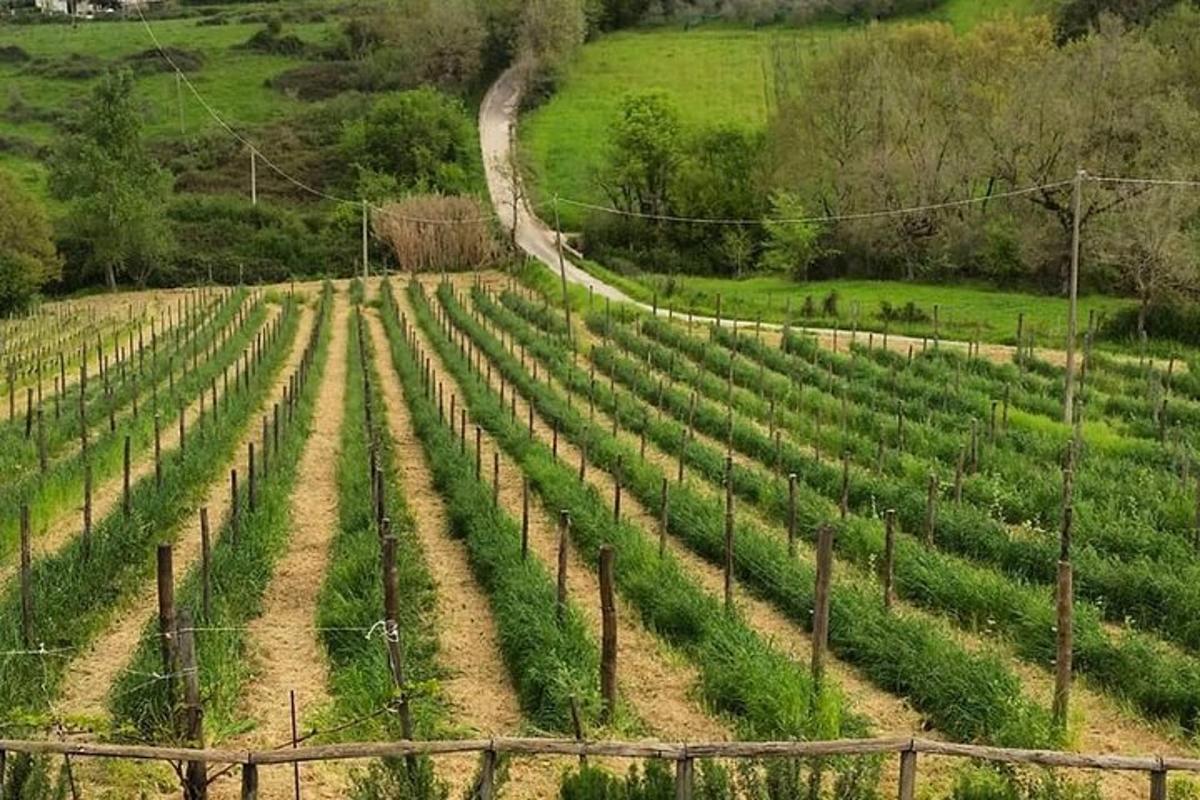 una vinya en un turó amb un camí de terra