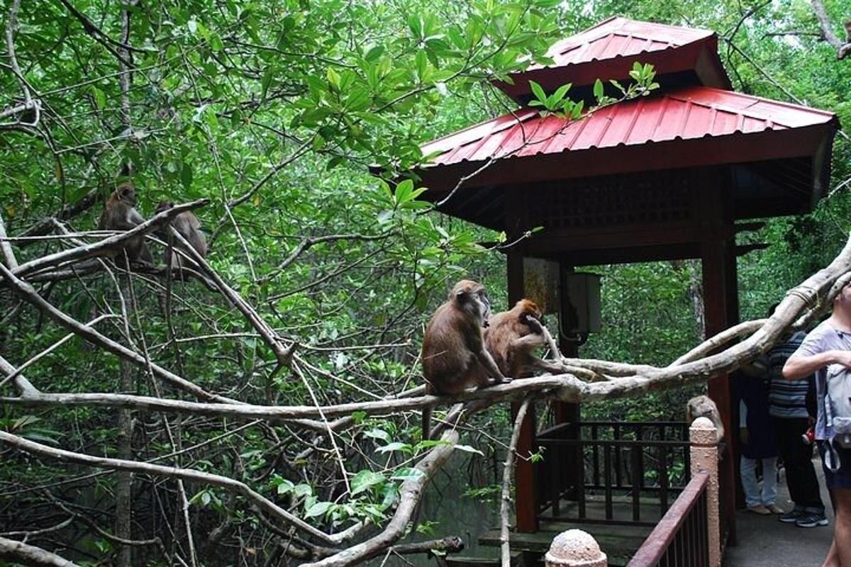 two monkeys sitting on top of a tree branch