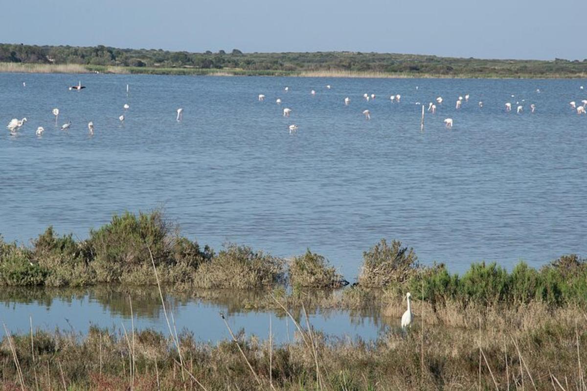 un grande gruppo di uccelli in piedi nell'acqua