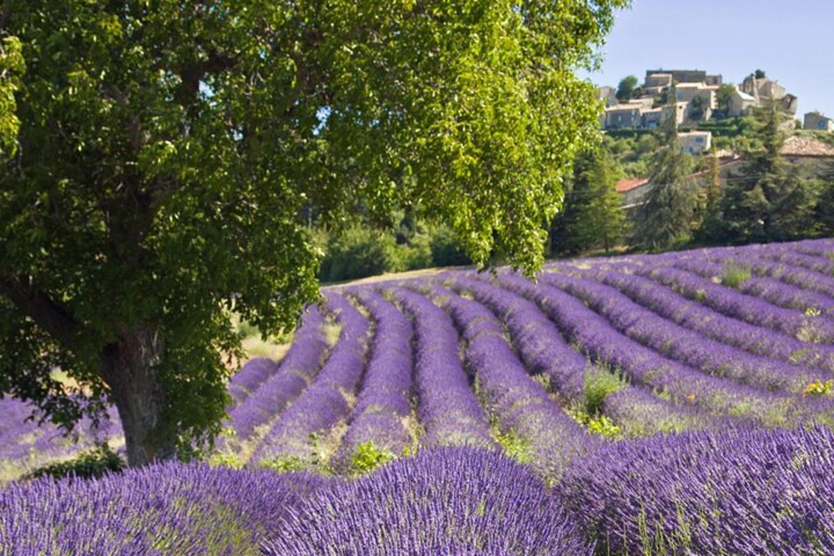 un câmp de lavandă violet cu un copac și o casă