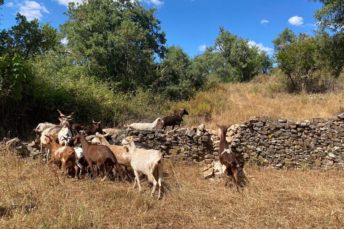 un gregge di capre in piedi accanto a un muro di pietra