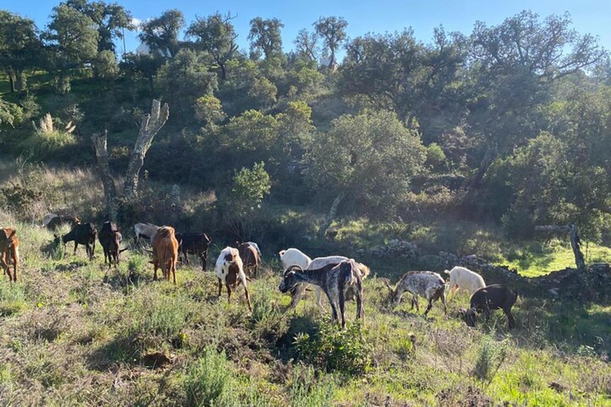 un ramat d'animals pasturant en un camp