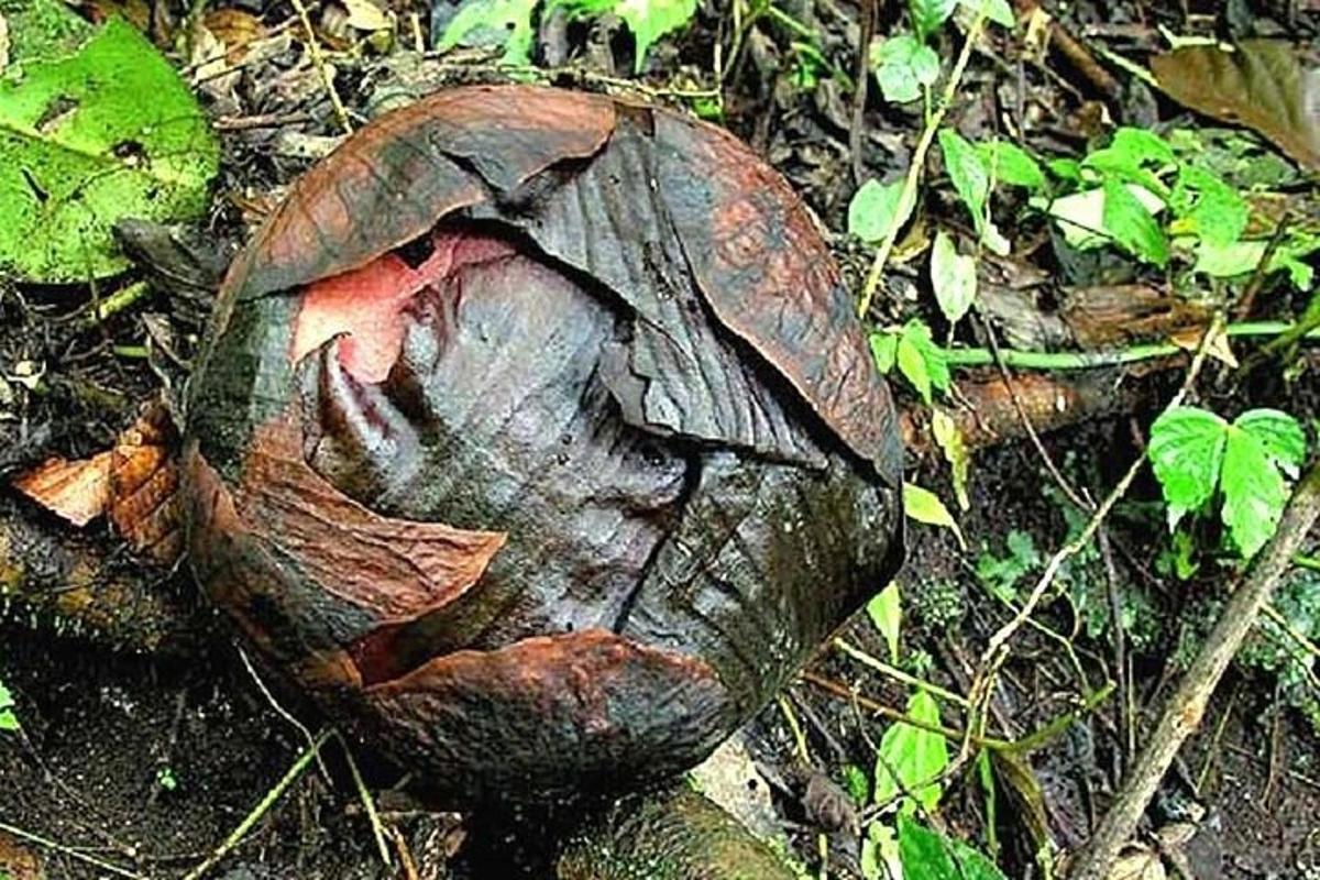 kõdunev leht maapinnal maapinnal