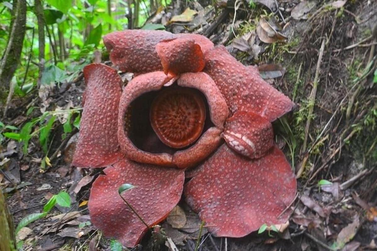 una gran flor vermella asseguda a terra