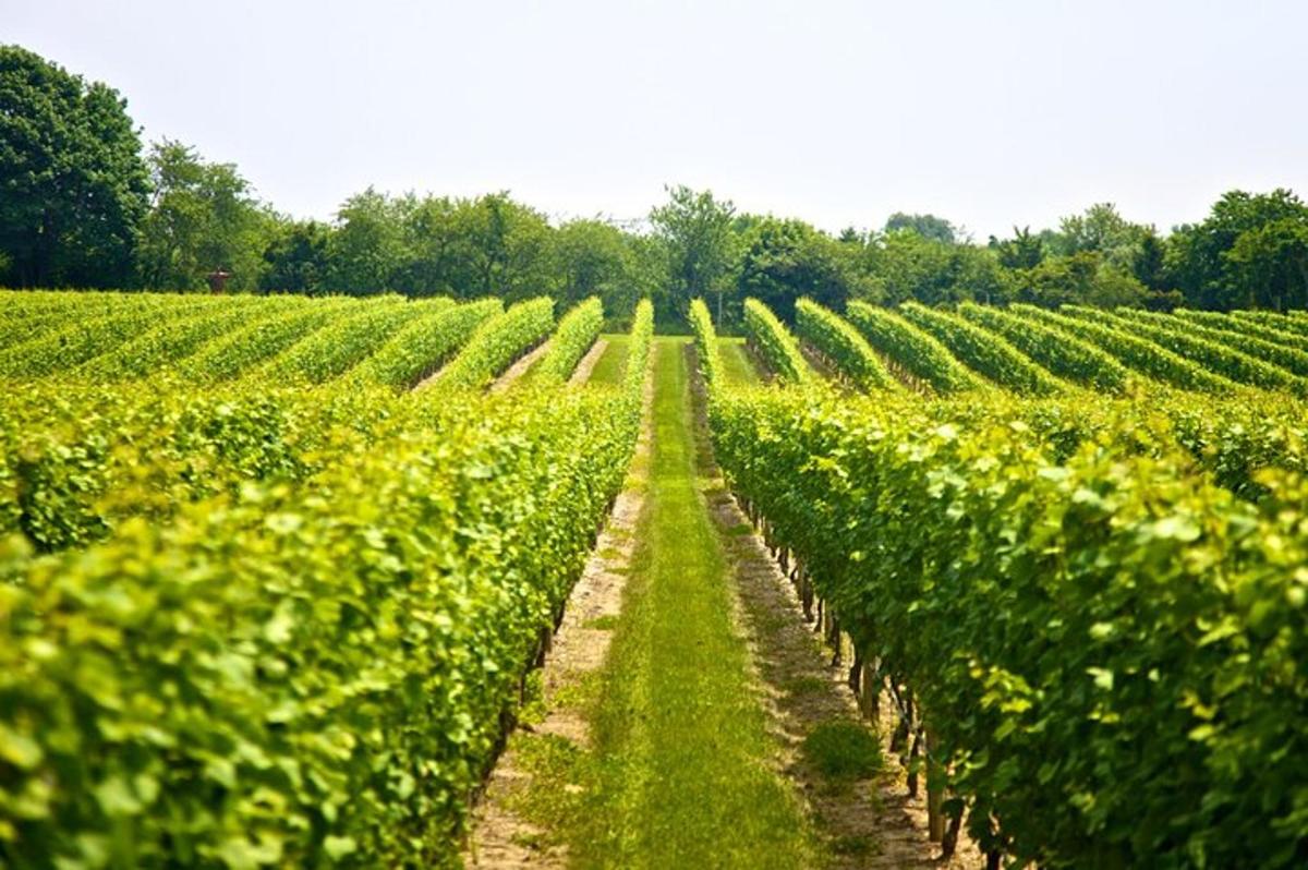 a field of soybean crops on a farm