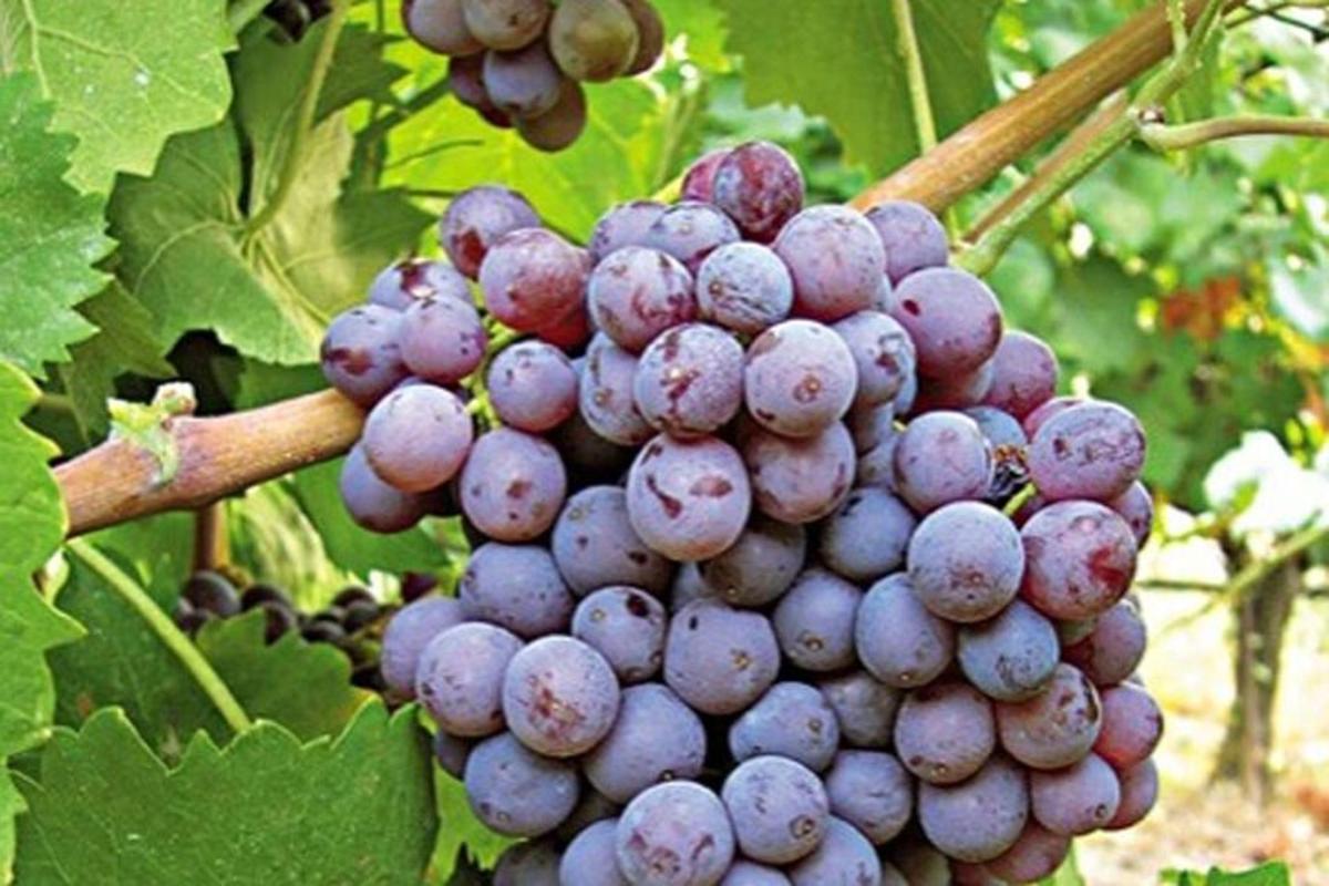 un grappolo d'uva viola appeso a un albero