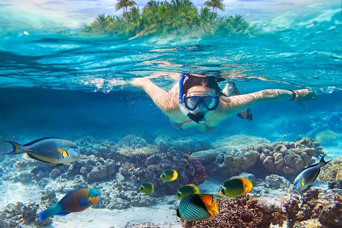 osoba plavající v oceánu s rybami