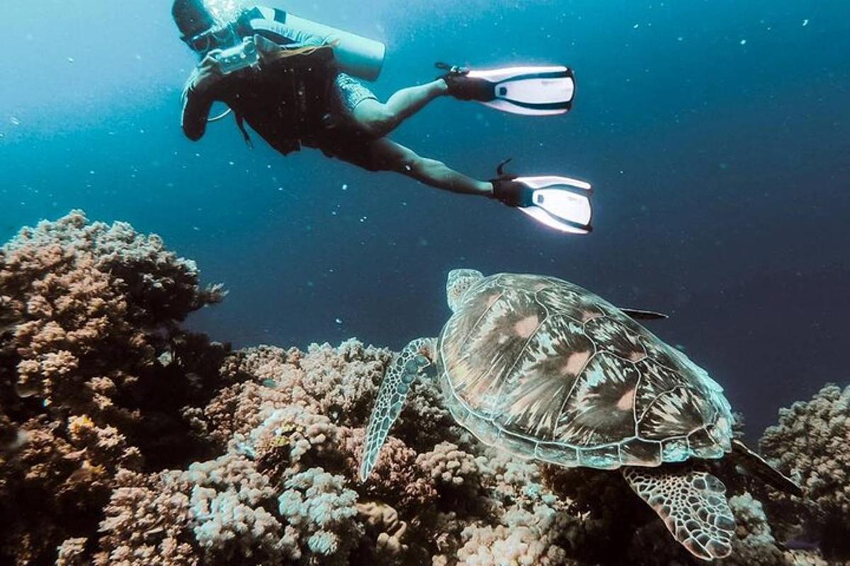 osoba plavající v oceánu vedle želvy