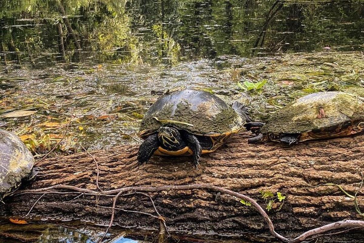 tiga penyu duduk di atas kayu balak di dalam air