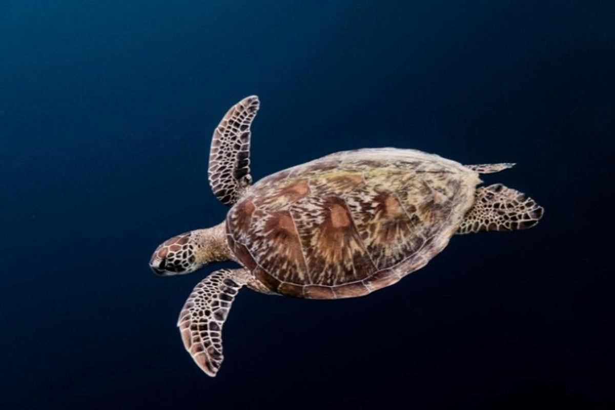una tartaruga marina verde che nuota nell'acqua