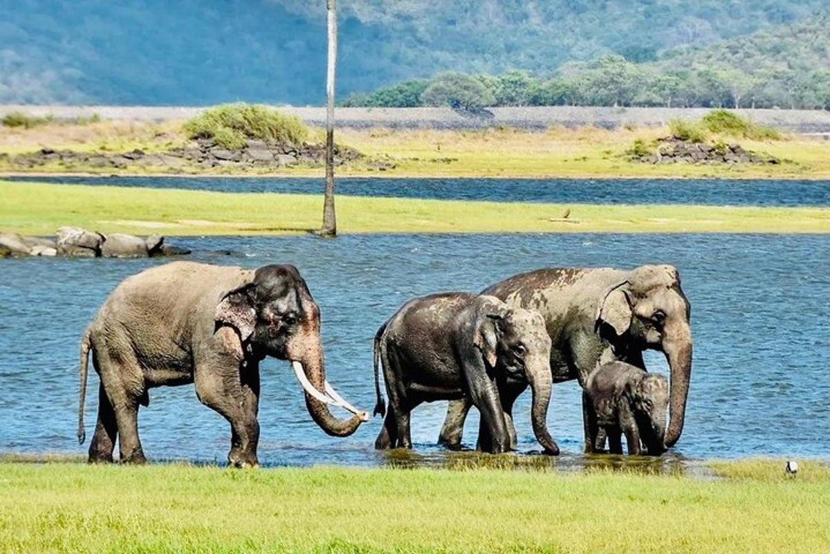 sekelompok gajah berdiri di air
