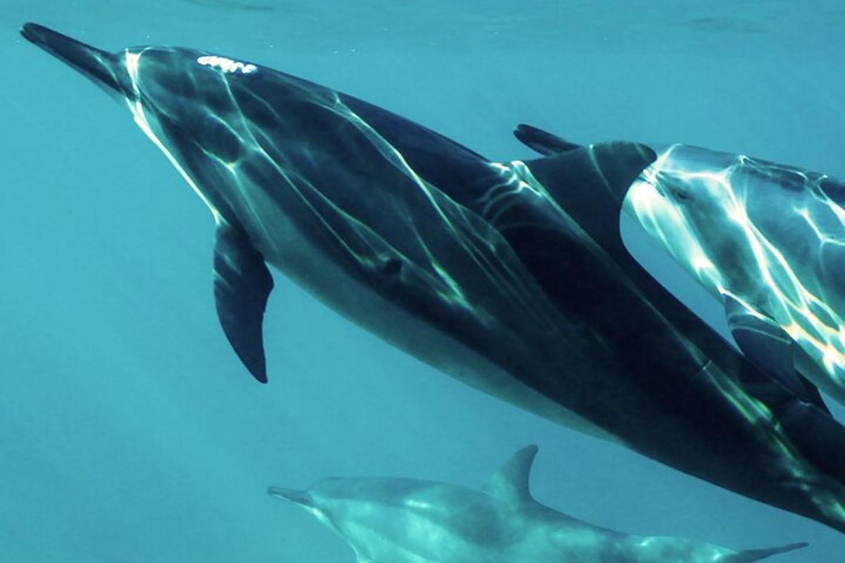 a group of dolphins swimming in the water