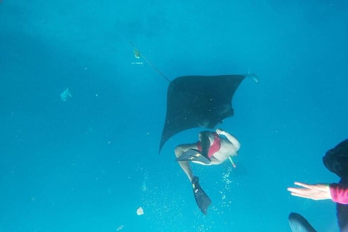 una pastinaca che nuota nell'oceano accanto a un sub