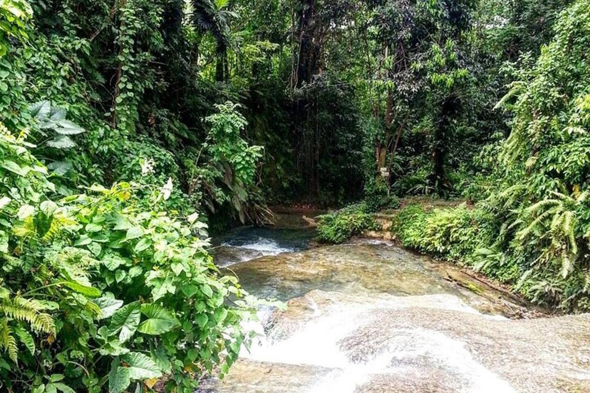un arroyo en medio de un bosque