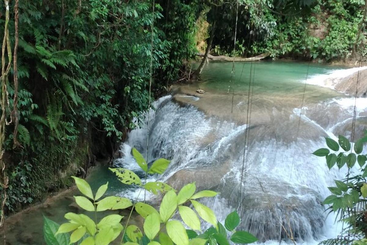 un arroyo de agua en medio de un bosque
