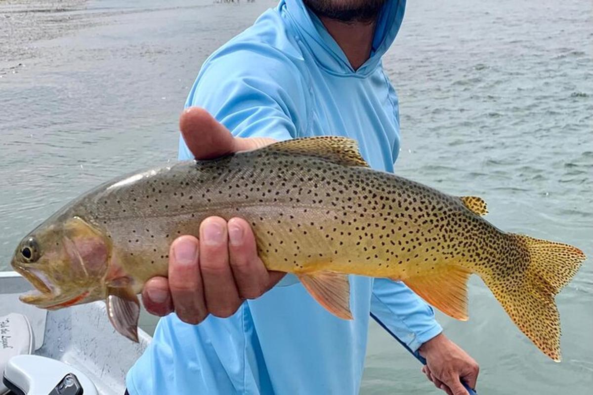 seorang lelaki memegang trout coklat di tangannya