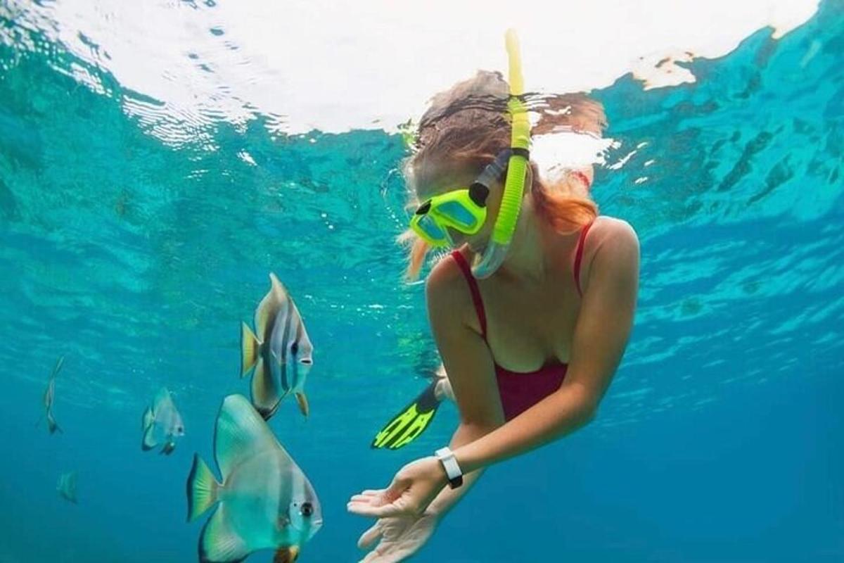 seorang wanita di dalam air dengan snorkel dan ikan