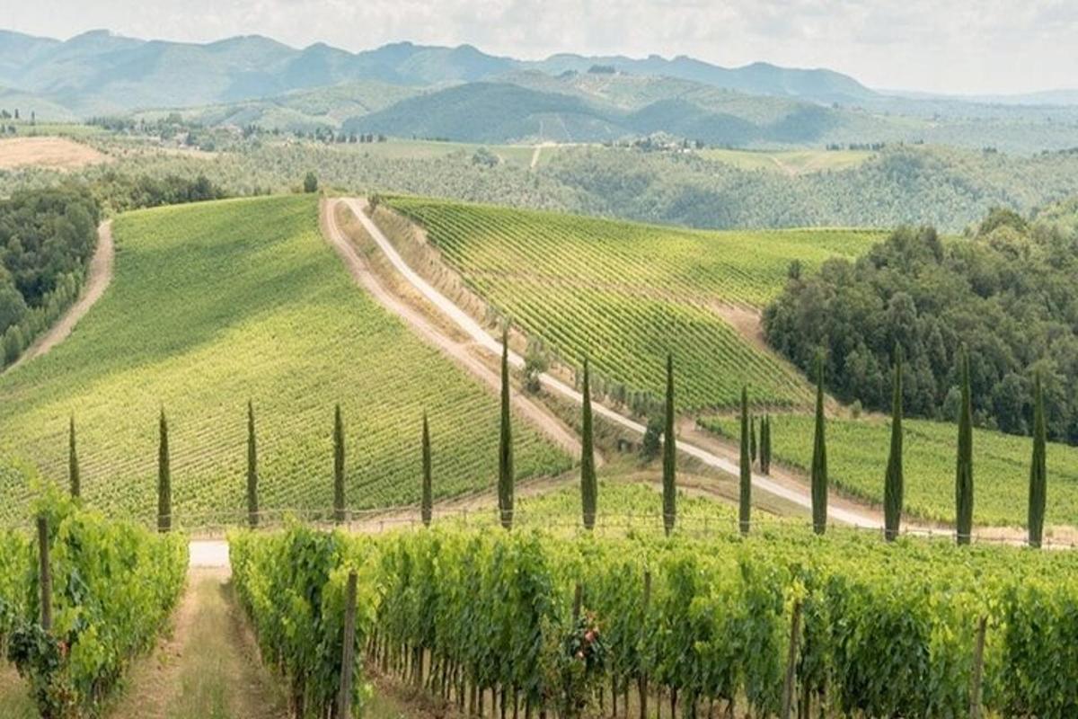 un vigneto in mezzo a un campo verde
