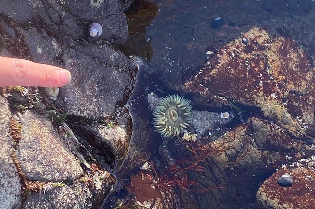 a hand pointing at a sea creature on some rocks