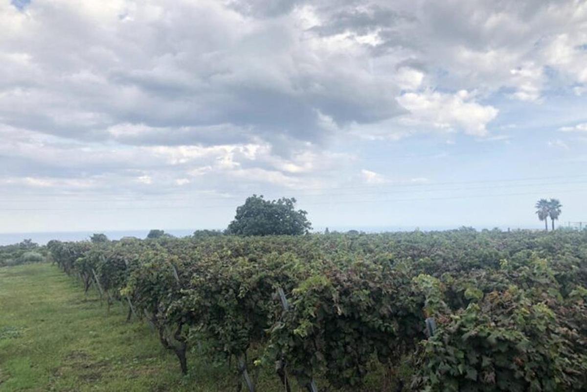 uma fileira de videiras em um campo com céu nublado