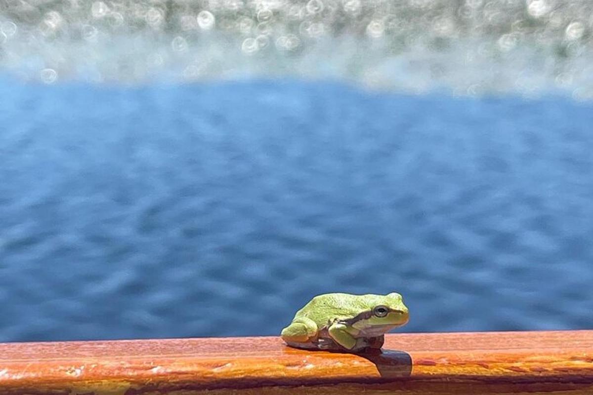 egy béka ül egy korláton a víz közelében