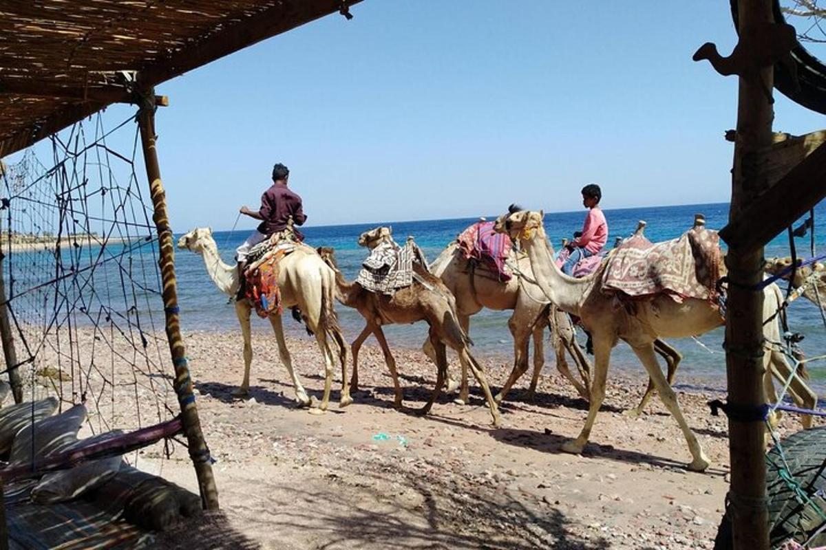 en gruppe mennesker, der rider på kameler på stranden