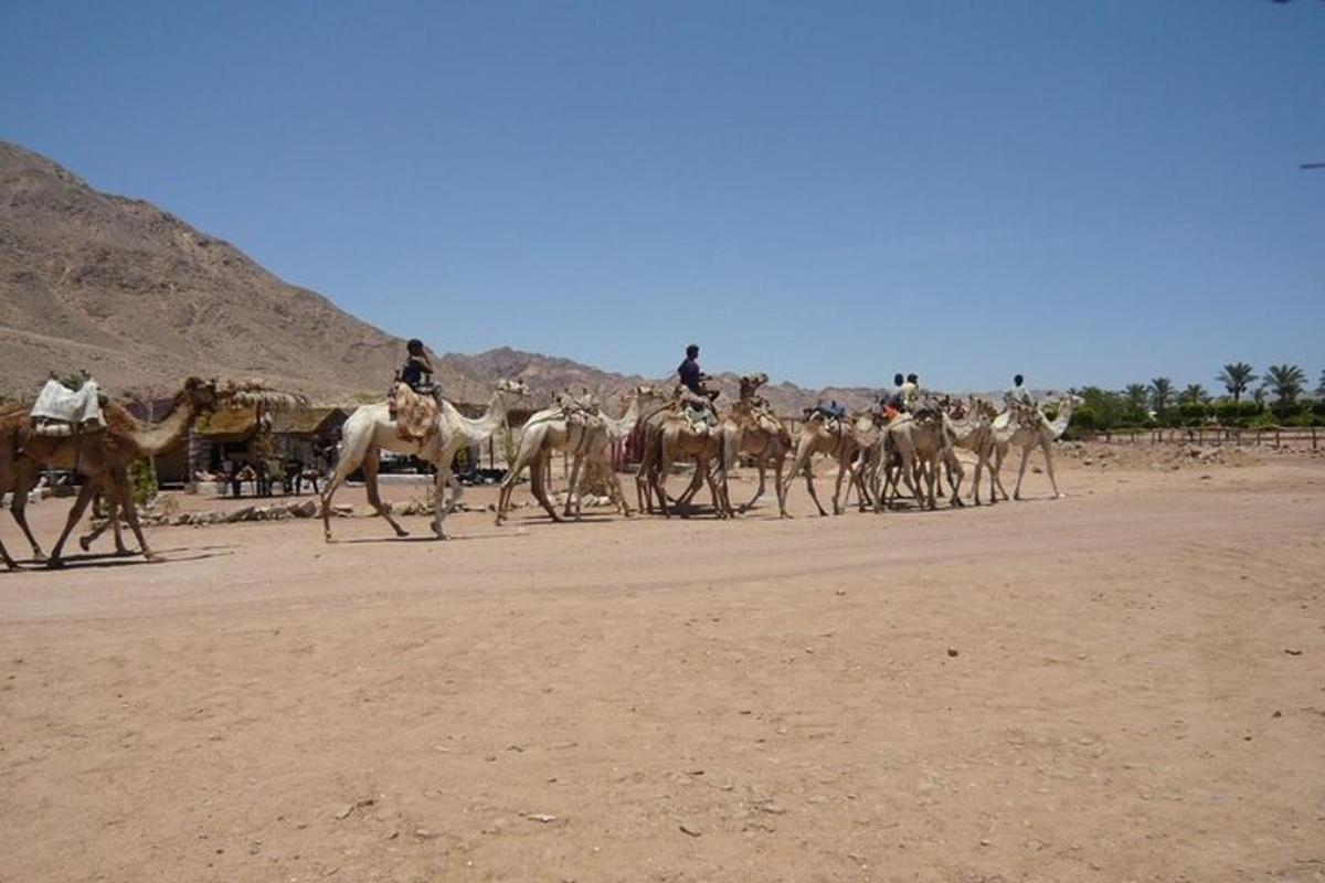 a group of people riding on horses in the desert