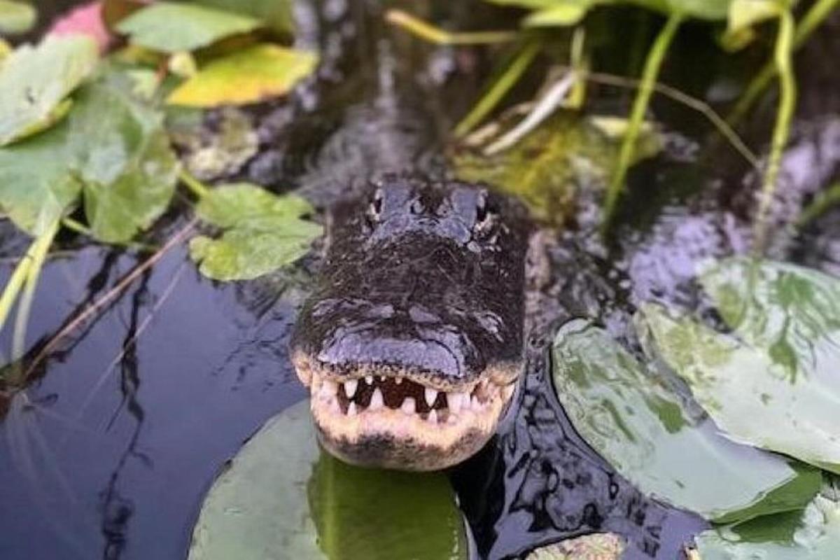 seekor buaya menjulurkan mulutnya ke dalam air