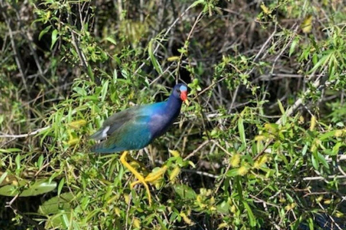 seekor burung biru berdiri di rumput