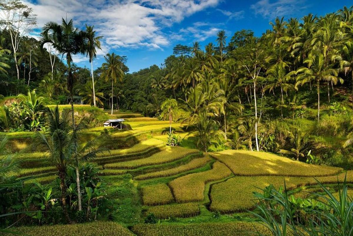 một cánh đồng cỏ với những cây cọ ở phía sau