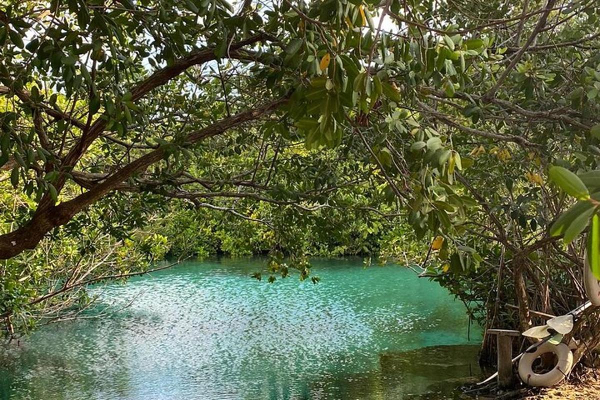 a pool of green water in a forest with trees