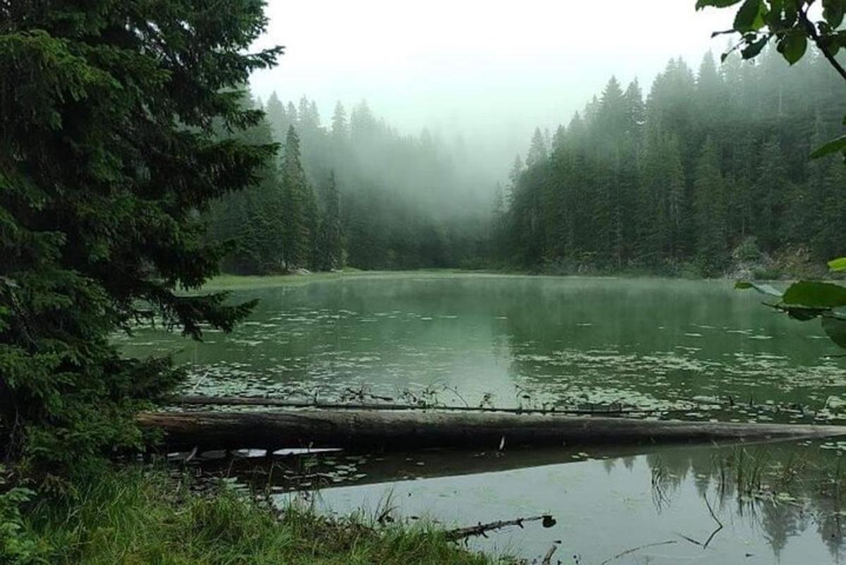 a lake in the middle of a forest