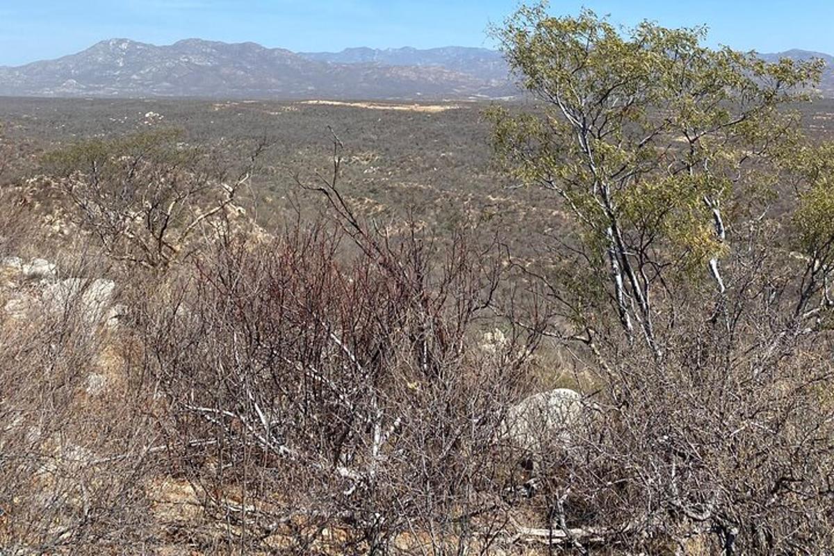 Un campo con árboles y montañas en la distancia.