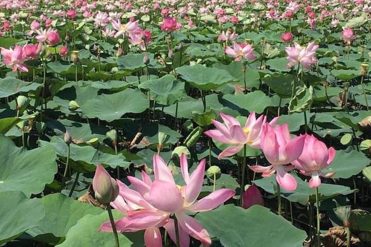 et felt med rosa vannliljer med grønne blader