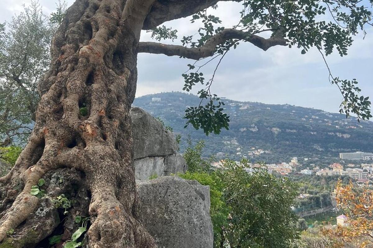 un albero che cresce in cima a una roccia