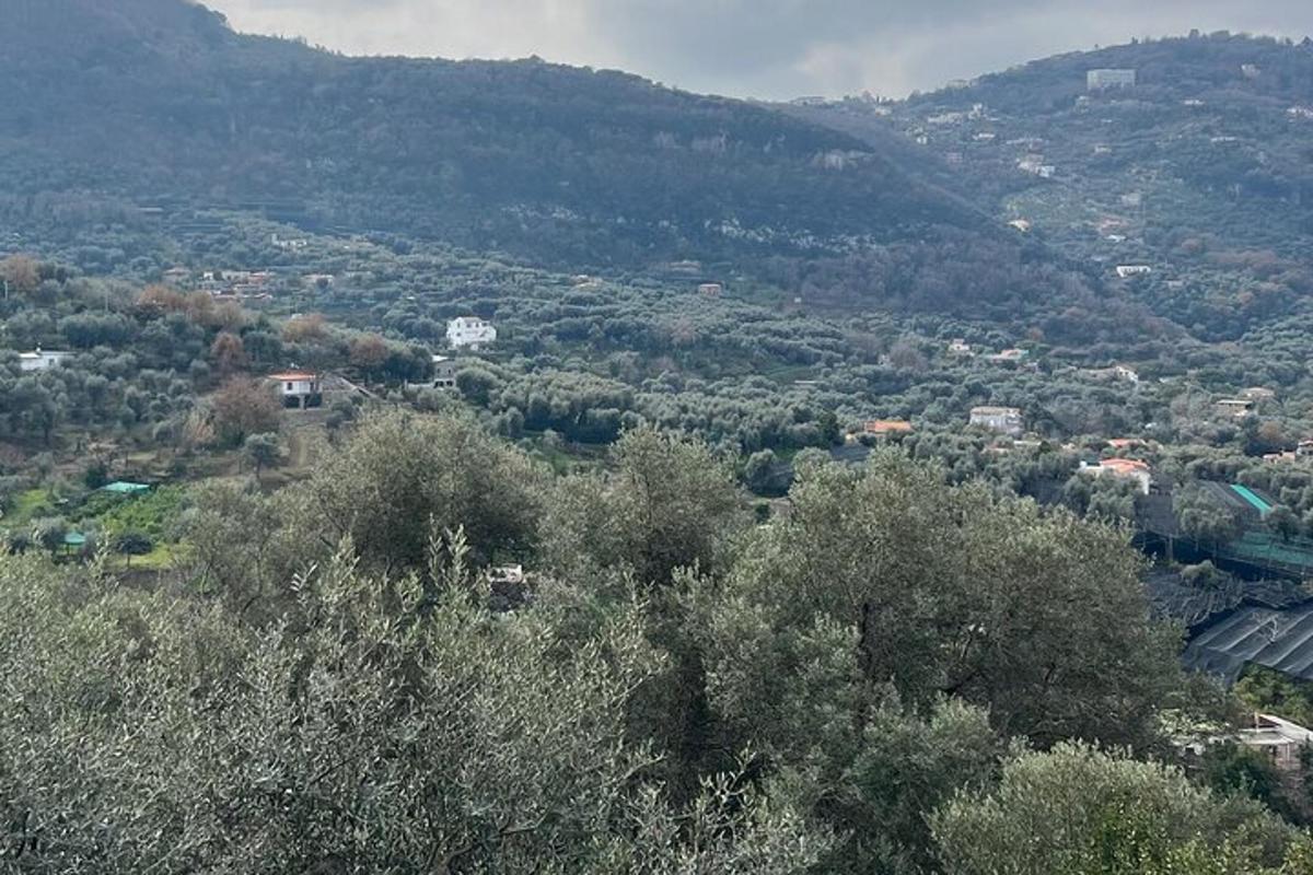 una vista di una valle con alberi e case