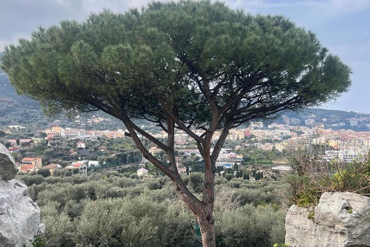 Un árbol en la cima de una colina con una ciudad.