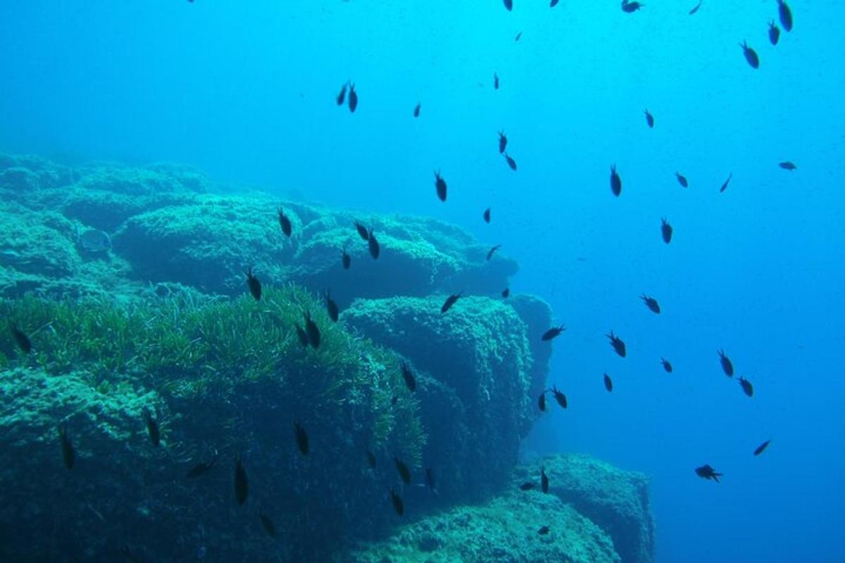 sekumpulan ikan berenang di sekeliling terumbu karang