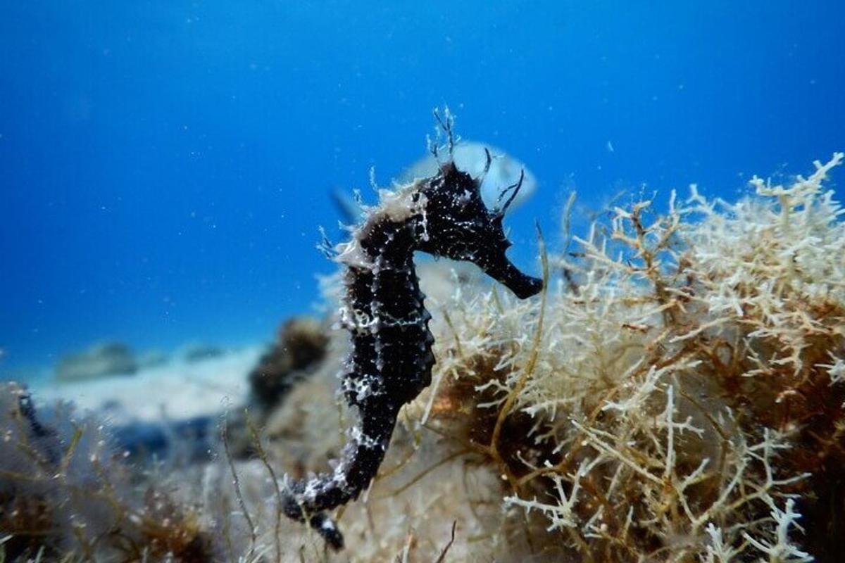 Lankytinos vietos ar pramogos nuotrauka numeris 3