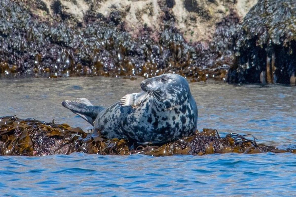 a harbor seal in the water with its tail up