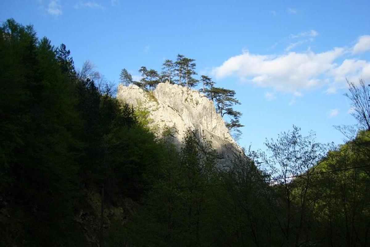 ένα βουνό στη μέση ενός δάσους από δέντρα